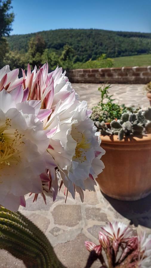 Sonnellino In Maremma Villa Massa Marittima Kültér fotó