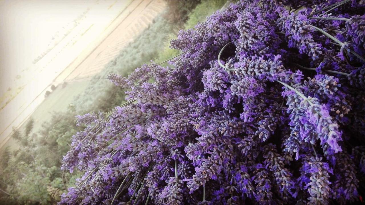 Sonnellino In Maremma Villa Massa Marittima Kültér fotó